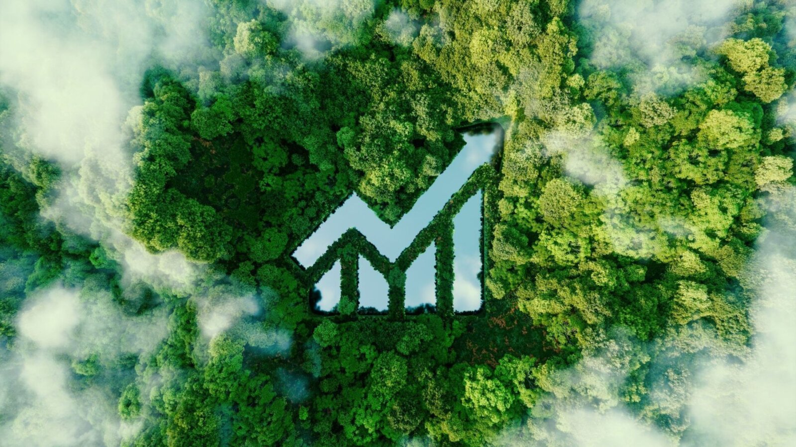 Financial graph in the woods.